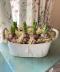Large Christmas Hyacinths