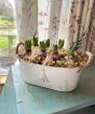Large Christmas Hyacinths