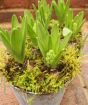 Close up of blue hyacinth flowers