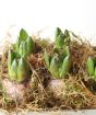 Hyacinth buds