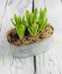 Hyacinths planted arrangment