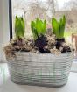 Vintage Hyacinths        