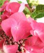 pink hydrangea
