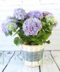 Blue Hydrangea in full bloom