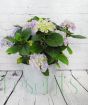 Blue Hydrangea