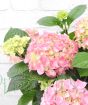 Pink hydrangea closeup