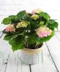 Pink hydrangea in seagrass basket