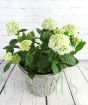 Blue Hydrangea buds