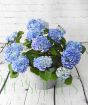 Blue Hydrangea