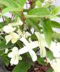 White summer flowers turn red in autumn