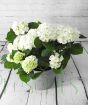 White Hydrangea