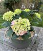 Pink Hydrangea     