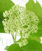 White Hydrangea buds