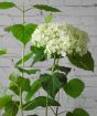 Annabelle White Hydrangea blooms