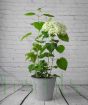 White Hydrangea in flower