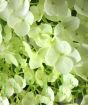 Closeup of Annabelle White Hydrangea