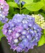 Blue giant hydrangea 