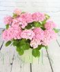 Pink hydrangea in green pail