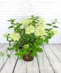 Limelight woodland hydrangea in summer