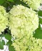 In full bloom