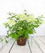 Woodland paniculata Limelight in full bloom summer.