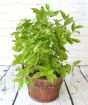 Limelight hydrangea with tight buds
