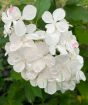 Autumn Hydrangea blooms