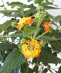 Lantana flowers and buds