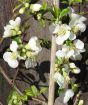 White Japanese Quince In full flower