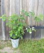 Japanese wineberry plant