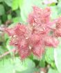 Wineberry buds