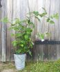 Japanese Wineberry