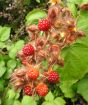 Ripening wineberries