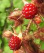 Closeup of wineberries