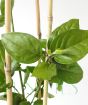 Large Arabian Jasmine    