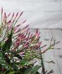 Jasmine flower buds