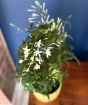 British Grown Jasmine  