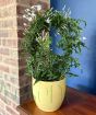 British Grown Jasmine  