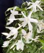 British Grown Jasmine  