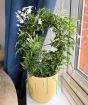 British Grown Jasmine  