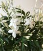 Jasmine Scented Flowers and buds