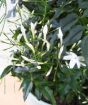 Jasmine pyramid buds and foliage