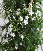 Close up of Jasmine pyramid flowers