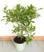 Giant Kaffir Lime       