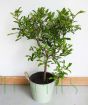 Giant Kaffir Lime