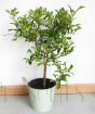 Giant Kaffir Lime       