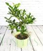 Large mature Kaffir lime