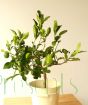 Kaffir Lime Tree