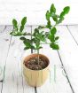 Kaffir Lime i Gold ceramic pot