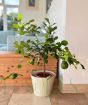 Large Makrut or Kaffir Lime Tree 